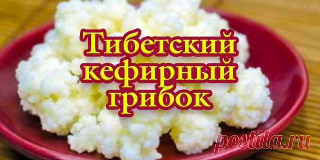Тибетский кефирный грибок. | Полезные советы!