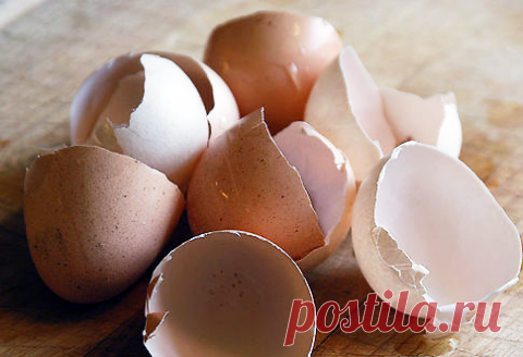 Как сохранить пищевые отходы для весенней подкормки растений — 6 соток