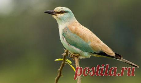 Топ-25 животных с самыми странными защитными механизмами | Разно Всяко