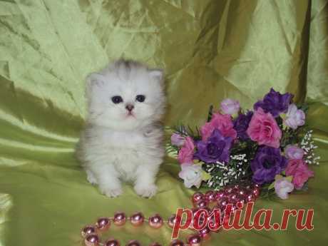 Питомник &quot;PRETTY-KITTY&quot; предлагает к резервированию котят породы персидская шиншилла.Малыши родились 03.10.13 профилактически обработаны. доставку организуем!