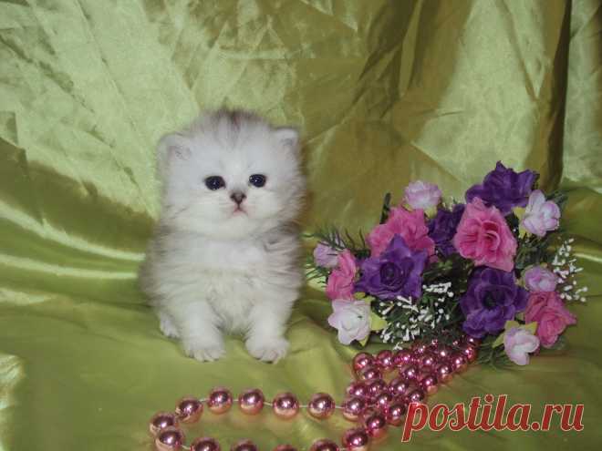 Питомник "PRETTY-KITTY" предлагает к резервированию котят породы персидская шиншилла.Малыши родились 03.10.13 профилактически обработаны. доставку организуем!