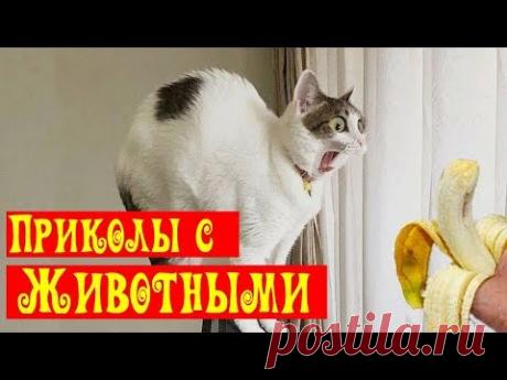 Я Ржал ПолЧаса! 😂 Приколы с животными/ Смешные испуги животных