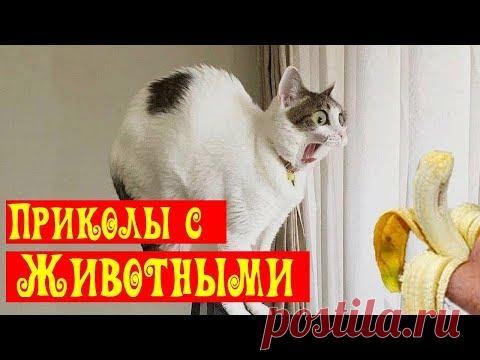 Я Ржал ПолЧаса! 😂 Приколы с животными/ Смешные испуги животных