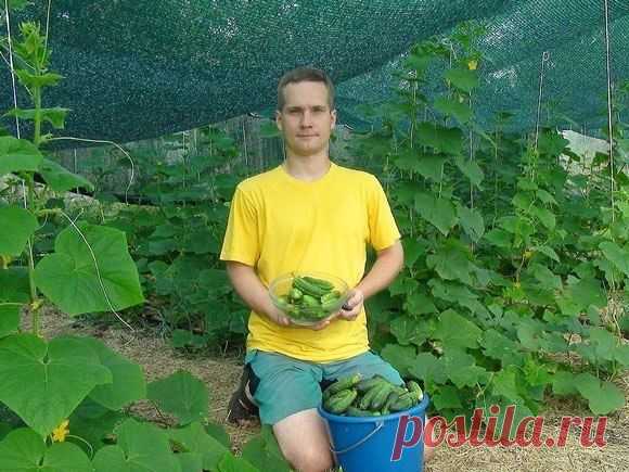 Эффект затеняющей сетки на огурцах - Садоводка