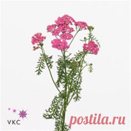 B101270_0000875831_H_1.jpg (450×450)