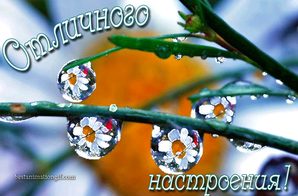 Отличного настроения! (капельки росы с ромашками) - анимационные картинки и gif открытки