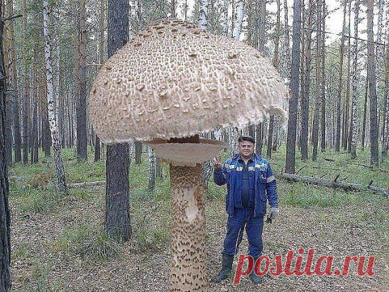 Вообще в чернобыльском лесу так много чудес...))