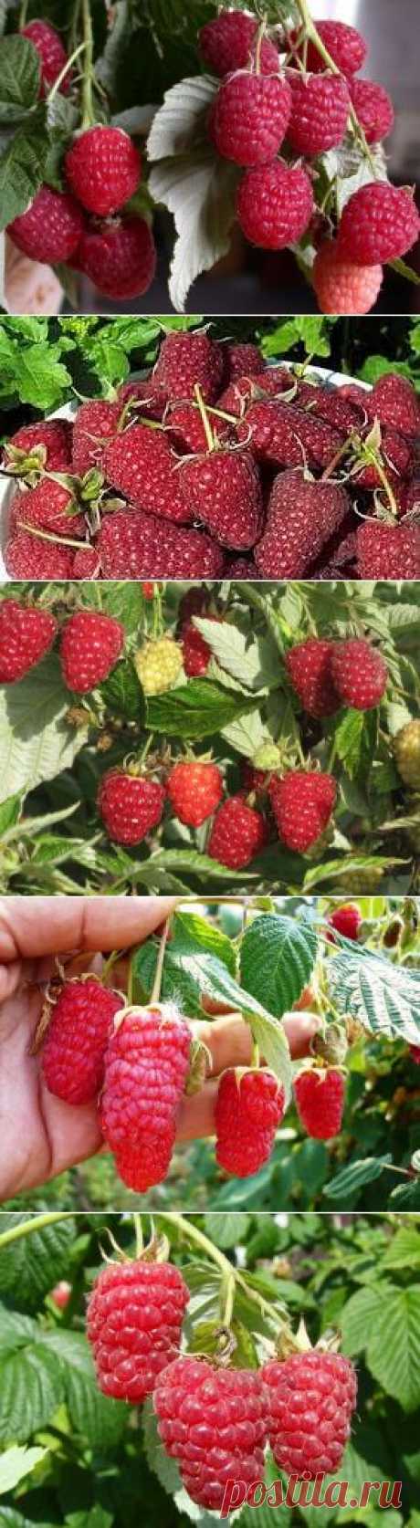 В 10 РАЗ УВЕЛИЧИТЬ УРОЖАЙНОСТЬ МАЛИНЫ И ВДВОЕ – СМОРОДИНЫ, КРЫЖОВНИКА