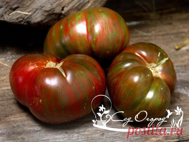 Бражка для урожая помидор