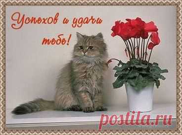 Успехов и удачи тебе!
http://www.surprisse.com/muscards/view/2014/05/31/32bo0o8a27d2b70c7oa27492dd521ddl.php

Успехов и удачи тебе!
Успехов и удачи тебе! Ура! Пришел ко мне успех, А с ним богатство, мир утех, Любовь, мечты, карьерный рост, Публичность, лад, высокий пост… А вам, друзья, хочу сказать: «Себе ведь надо доверять, И сильно верить в свой успех, И до ...