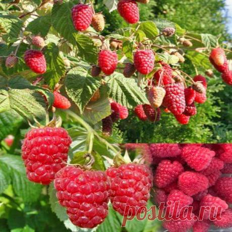 Подготовка малины к зиме и защита зимой В конце сентября пока побеги малины гибкие, даже если листопад не закончился, их наклоняют к земле, переплетают или связывают с соседними, пришпиливают колышками и крючками. Когда снежный покров лег окончательно, кусты малины окучивают снегом, зимой окучивание повторяют. Внимательно следят, чтобы в феврале-марте растения как можно позже вышли из-под снега и снег после этого быстро растаял.