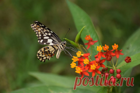 Butterfly on a Flower