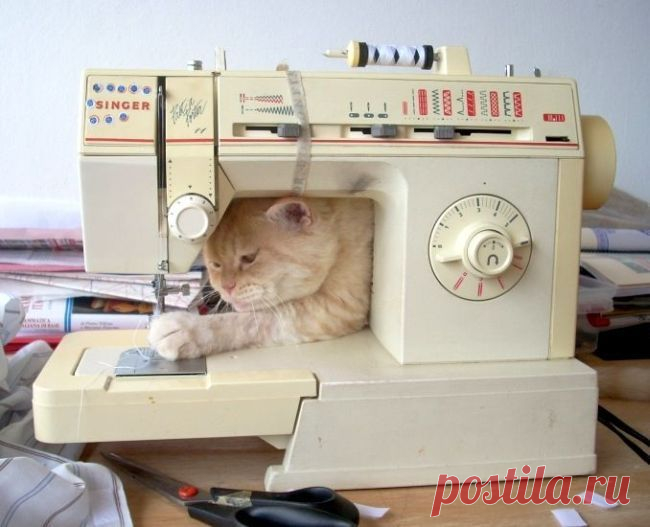 17 самых хозяйственных котов