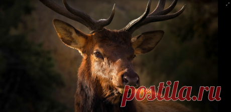 Лучшие фотографии живой природы от фотографа Ray Bilcliff