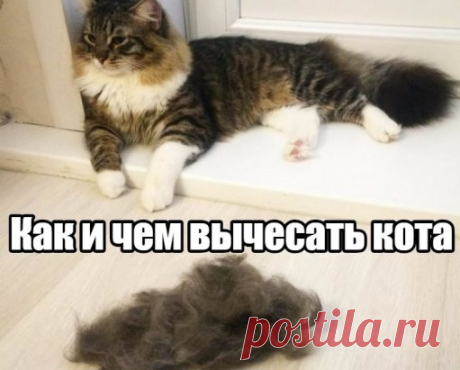 Как и чем правильно вычесать кошку или собаку?
Владельцы кошачьих конечно же сталкивались с проблемой линьки своего любимца, когда шерсть остается на мебели, полу и даже на продуктах питания. Сегодня хотелось бы остановиться на вопросе как и чем вычесывать кота для ускорения процесса «разлиньки» и избавиться от шерсти в доме. Помимо чистоты вашего дома имеется польза и для животного. Вычесывание — массаж для вашего любимца, улучшение качества шерсти, а так же возможность предотвратить тепловой у