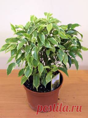 Фикус Бенджамина - разнообразие сортов и тонкости ухода