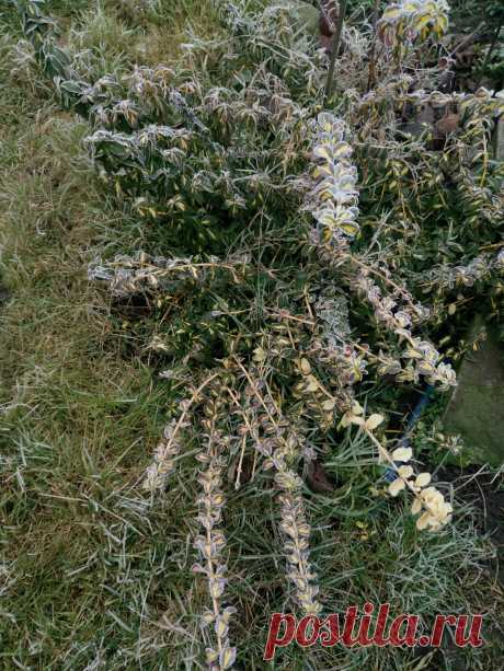 Бересклет Форчуна «Солнечное пятно» (Euonymus fortunei «Sunspot») зимой