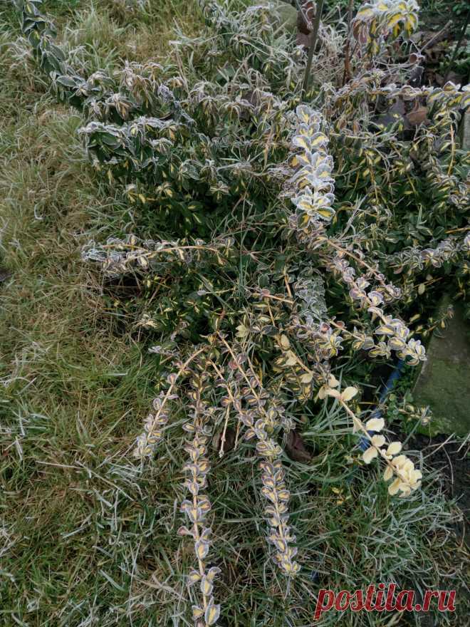 Бересклет Форчуна «Солнечное пятно» (Euonymus fortunei «Sunspot») зимой