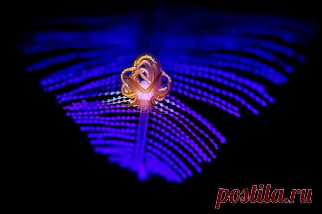 Удивительный водный мир — Мания.инфо