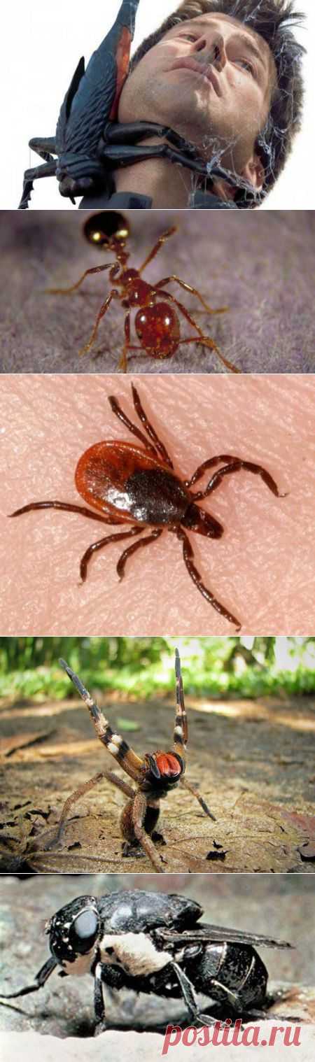 Интересные факты о самых опасных насекомых в мире | Интересное из интернета