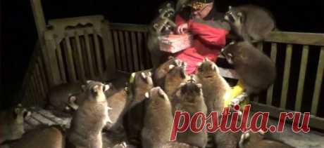 10 Мест Где Животные Живут Как Короли | Видеохост.ру