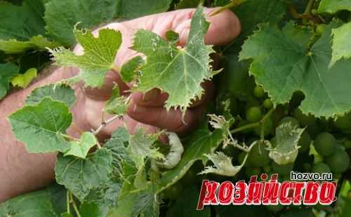 Вредители винограда и способы борьбы с ними