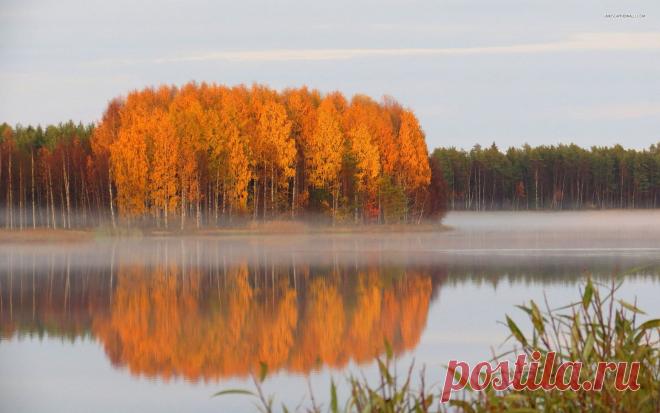 Foggy autumn trees wallpaper - 1172926