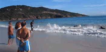 Спасатели с добрым сердцем / Всё самое лучшее из интернета