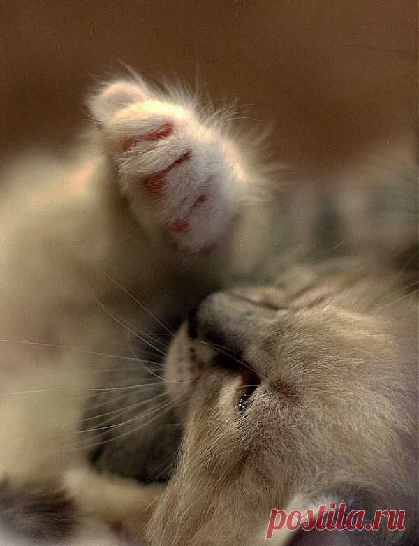 Cute Kitten : Adorable Kittens Wallpaper