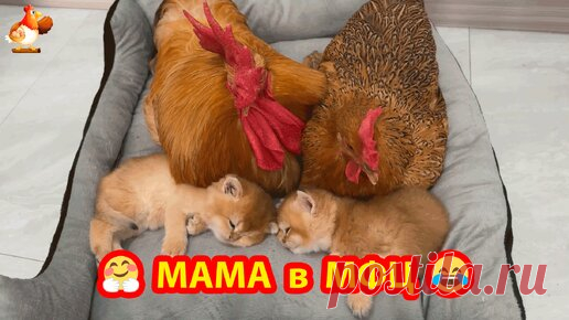Кошка привела Петуха и Курицу присмотреть за Котятами 🤗 Мама ушла в МФЦ ❓😂😉 | Курочка | Дзен