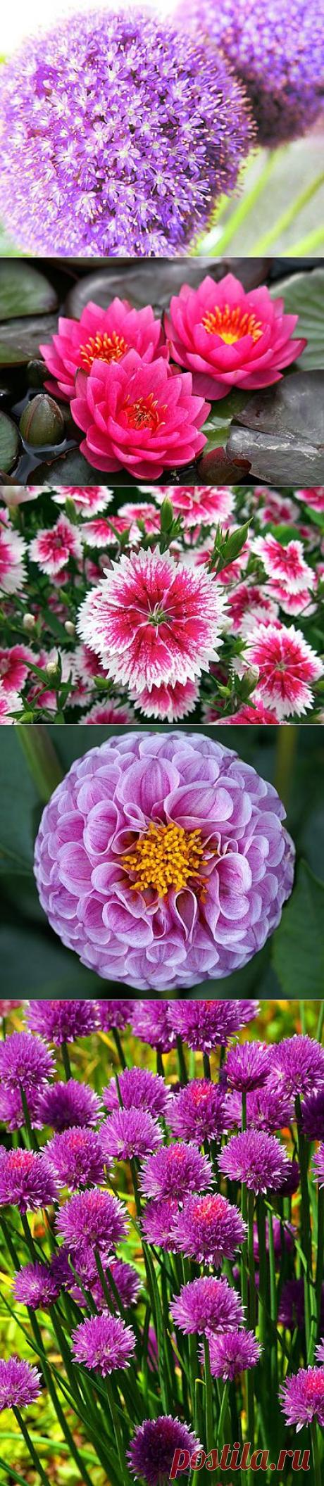 Красивые фотографии разных цветов