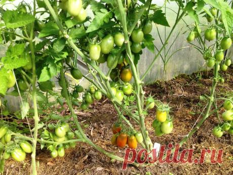 Про помидоры (часть 2) Издевательство над рассадой, подвязка на "петлю", посадка рядом с огурцами, лунки и прочее | Есть время под солнцем | Яндекс Дзен