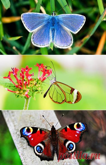 Откуда на крыльях бабочек рисунок?