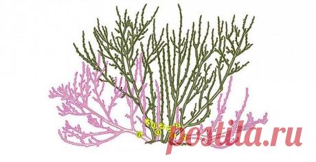 Как правильно обрезать смородину

Самым известным старожилом наших плодовых садов считается куст смородины, и даже неважно какой чёрной, красной или белой. В моём саду около десятка разных видов и сортов этой полезной ягоды, за которыми нужен глаз да глаз. Ведь, как правило, мы вспоминаем о таких привычных плодовых кустарниках лишь в период поедания их вкусных ягод. А если на следующий год мы получаем мало ягод, то сетуем на плохую урожайность сорта, неважную погоду, да ма...