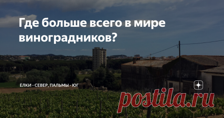 Где больше всего в мире виноградников? Думаете, во Франции или Италии? А вот и не угадали. Хотя именно эти две страны вспоминают в первую очередь.