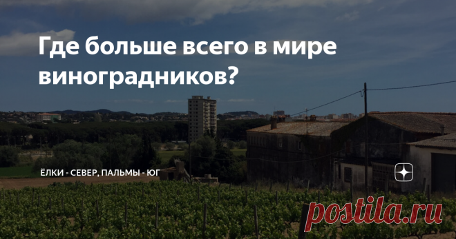 Где больше всего в мире виноградников? Думаете, во Франции или Италии? А вот и не угадали. Хотя именно эти две страны вспоминают в первую очередь.