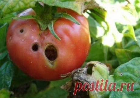 Что делать, если на томатах завелись гусеницы? | Твоя усадьба | Яндекс Дзен