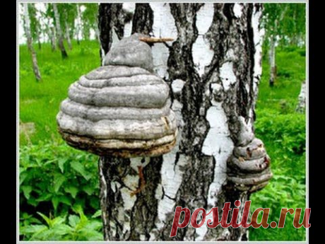Чага,как приготовить чай.