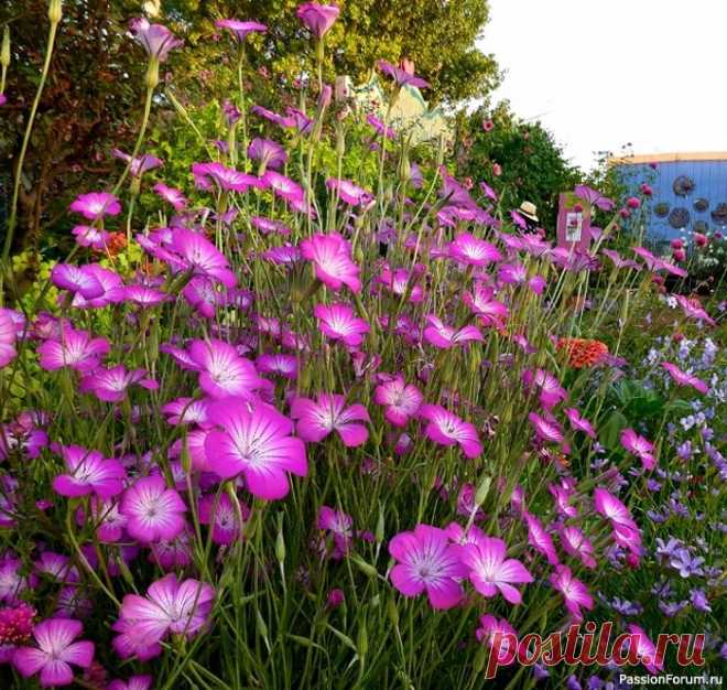 Дачникам. Какие цветы и как сеять в ноябре Цветы для подзимнего посева: какие и как сеять в ноябре.В регионах с устойчивыми зимами (прежде всего в средней полосе России и севернее) ноябрь — подходящее время для посева цветов прямо в открытый грунт. Такой способ имеет ряд весомых преимуществ: - семена проходят...