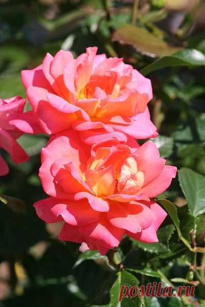 Цветы | Фотографии сергей ефременко | 9668 фото