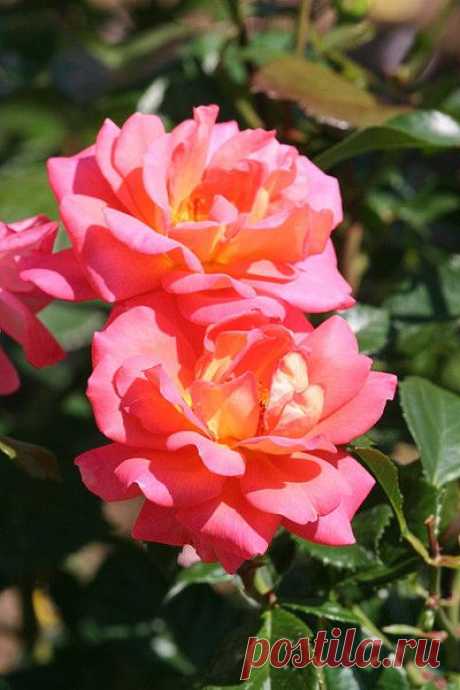 Цветы | Фотографии сергей ефременко | 9668 фото