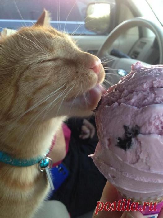 Мороженое - на десерт