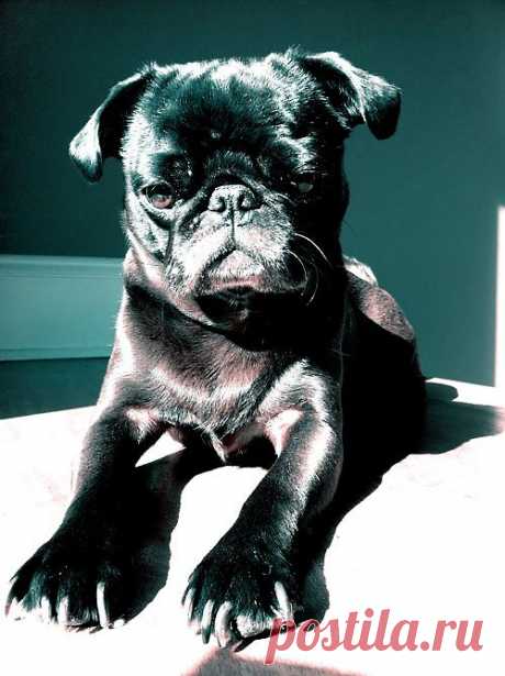 i love pugs