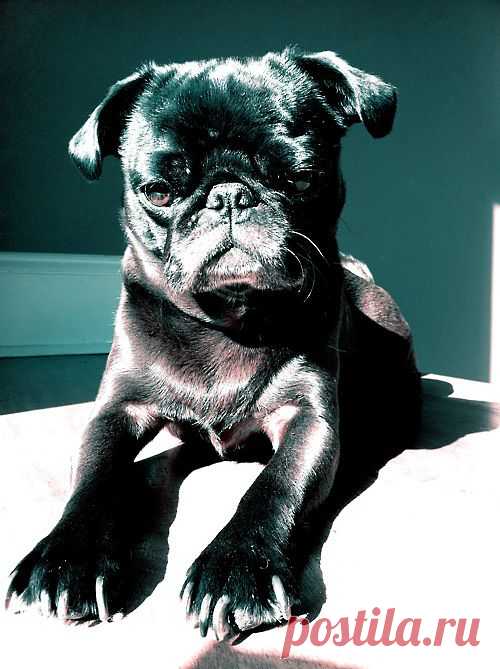 i love pugs