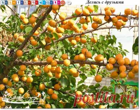Чтобы рос абрикос! Абрикос – дерево, дающее самые сочные, сладкие и вкусные ...