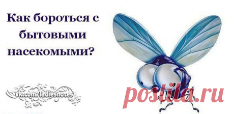 Как бороться с бытовыми насекомыми? | Женский журнал