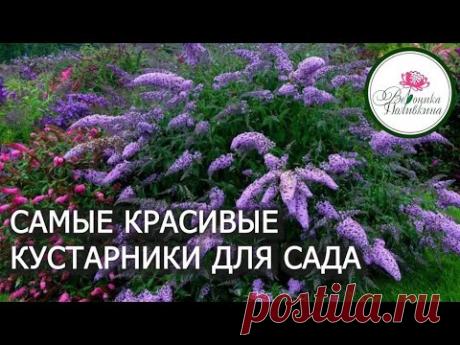 САМЫЕ КРАСИВЫЕ КУСТАРНИКИ ДЛЯ САДА
