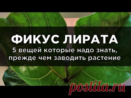 Фикус Лирата: 5 вещей которые надо знать, прежде чем заводить растение