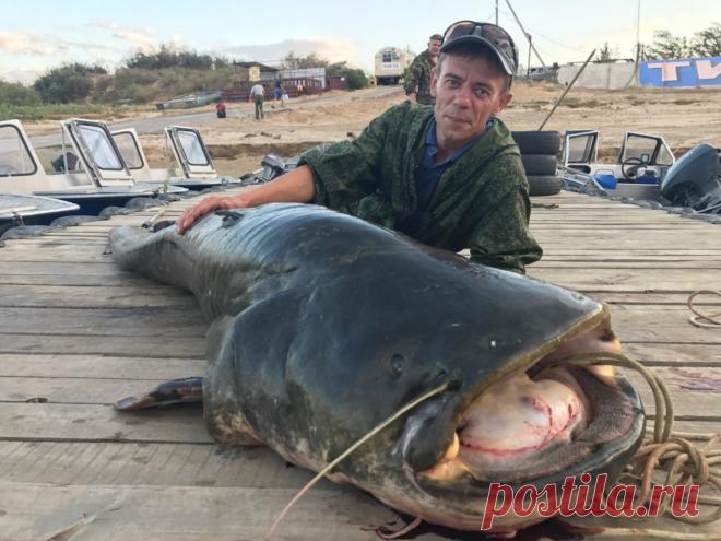Фотофакт: в Астрахани поймали гигантского сома 
Астраханский рыбак и журналист Олег Сарана поймал в Волге сома на 85 кг. Длина этого монстра составила 2 м 54 см. Сом — всеядная рыба, но основу его рациона составляет мирная рыба — сопа, чехонь, гус…