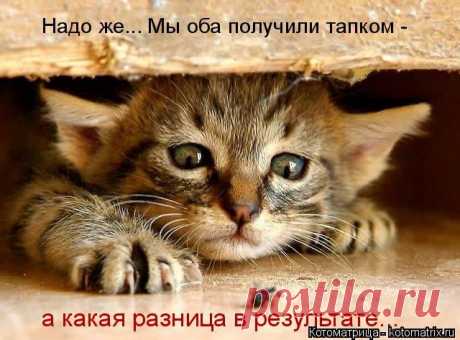 Котоматрица на праздники